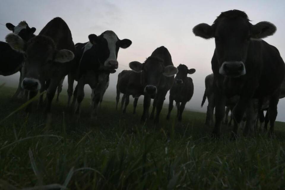 Kühe im Morgennebel Kühe im Morgennebel