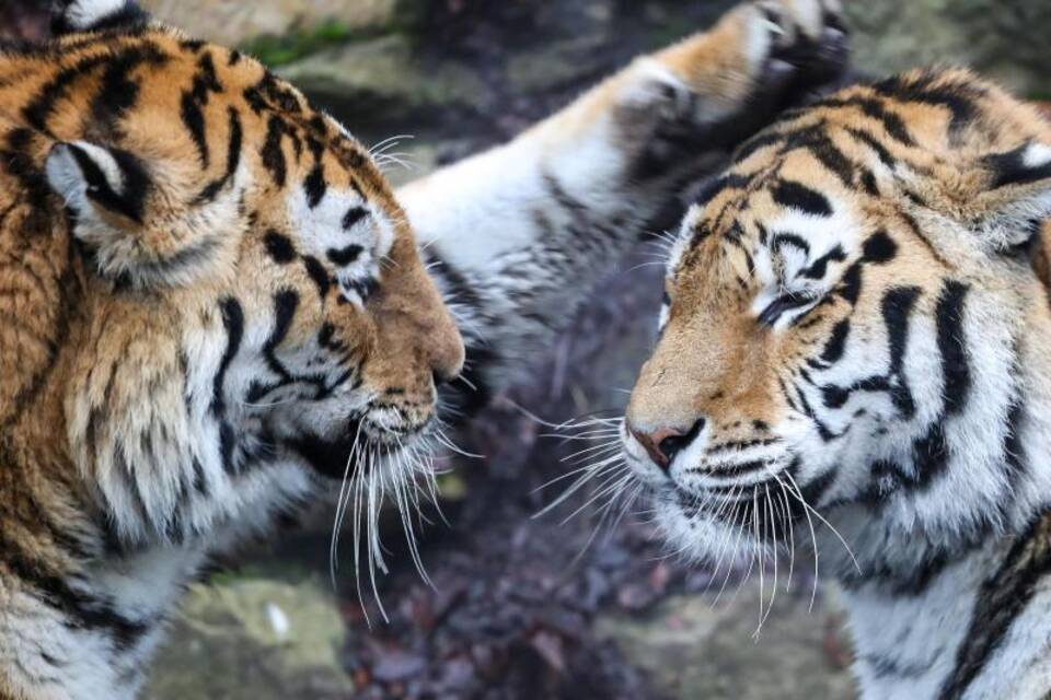 Amur-Tiger