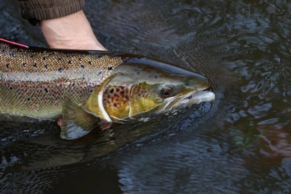 Lachs Lachs