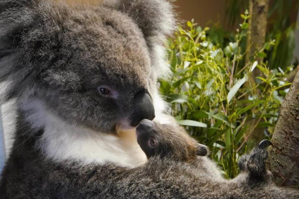 Koala-Kind Koala-Kind