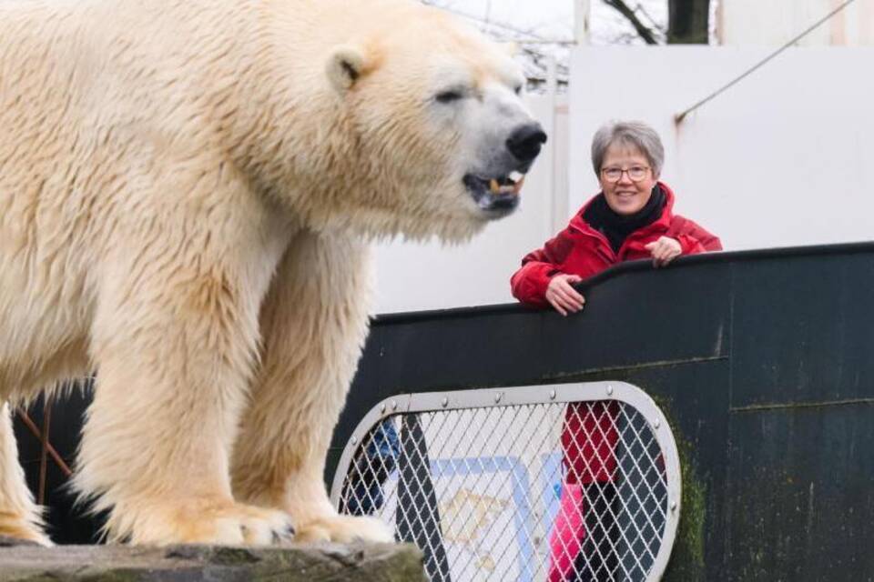 Eisbär