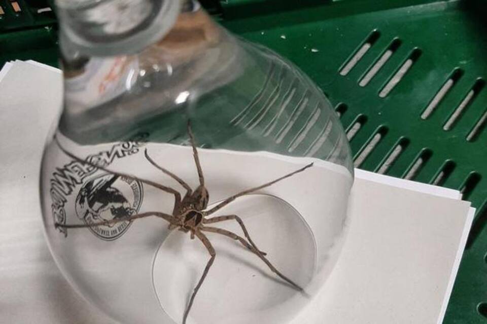 Giftspinne in Bananenkiste entdeckt Giftspinne in Bananenkiste entdeckt