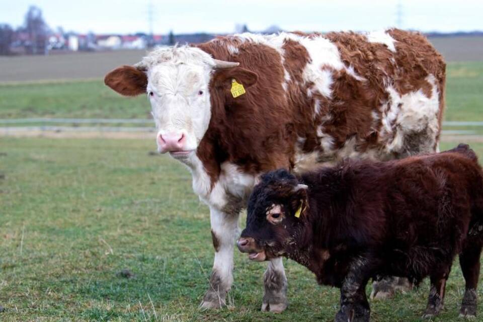 Napoleon und Laura Napoleon und Laura