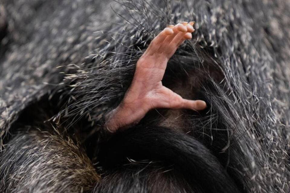 Affenhand