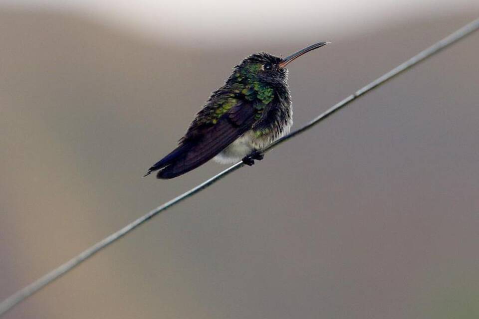 Kolibri