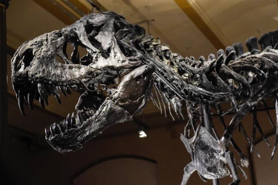 Ein Dinosaurier kehrt zurück Ein Dinosaurier kehrt zurück