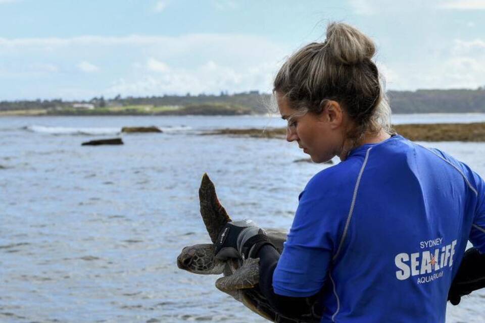 Schildkröte Lizzie Schildkröte Lizzie