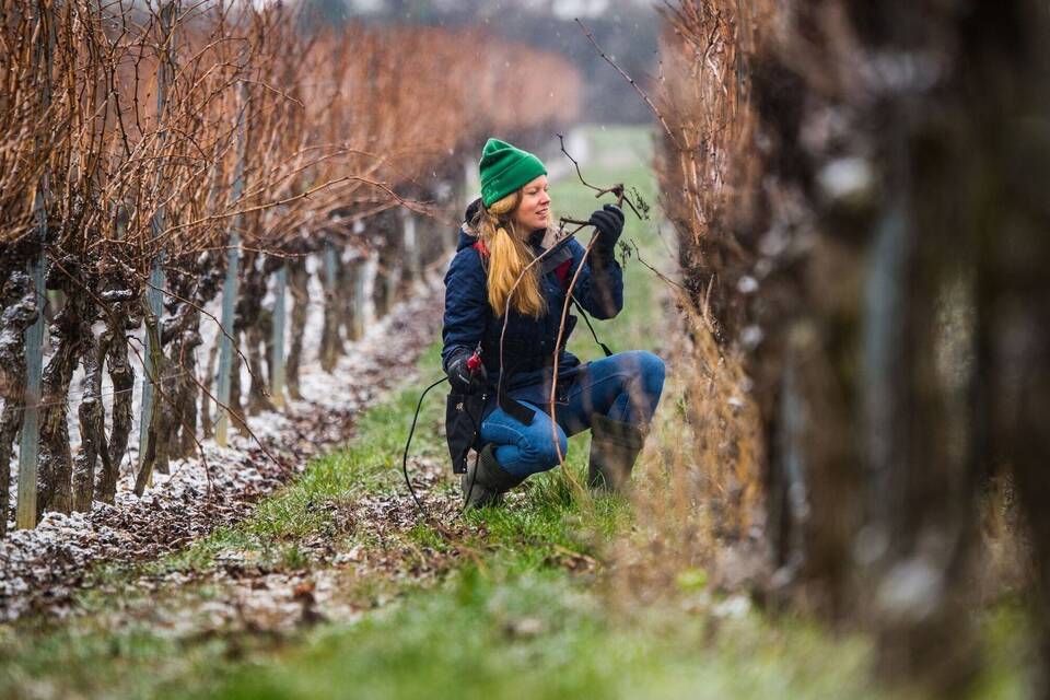 Rebenschnitt im Weinberg Rebenschnitt im Weinberg