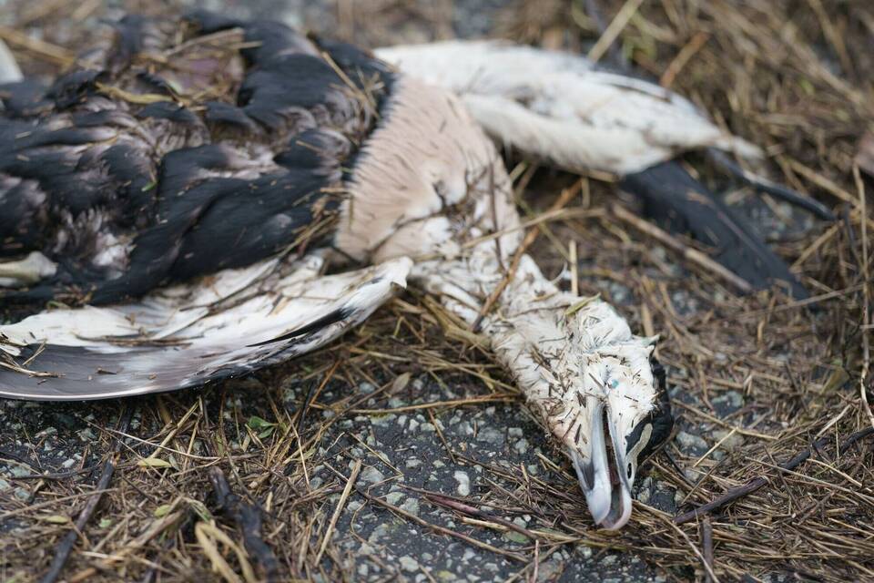 Vogelgrippe Vogelgrippe