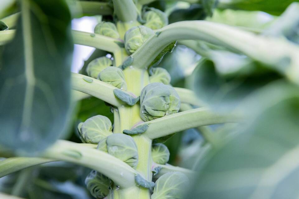 Ernte von Rosenkohl Ernte von Rosenkohl
