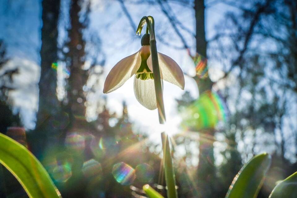 Schneeglöckchen