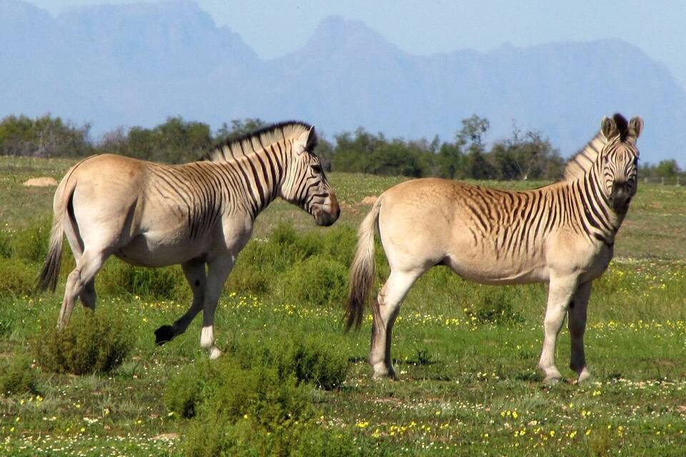 Zebras ohne Streifen Zebras ohne Streifen