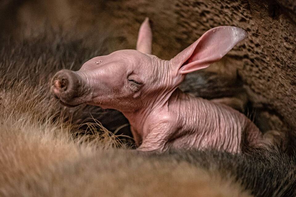Erdferkel Erdferkel