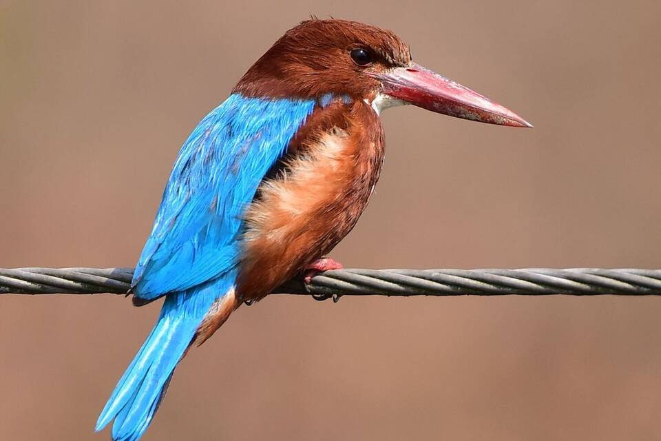 Eisvogel Eisvogel