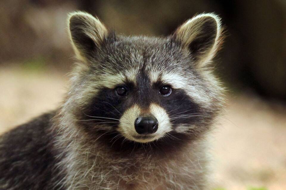 Waschbär Waschbär
