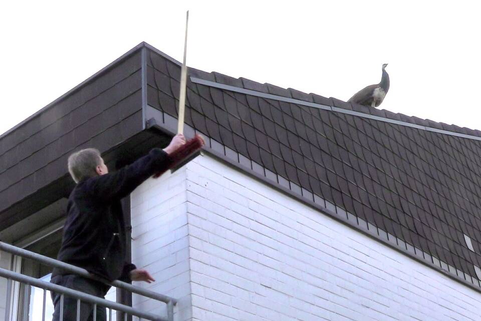 Pfau Pfau