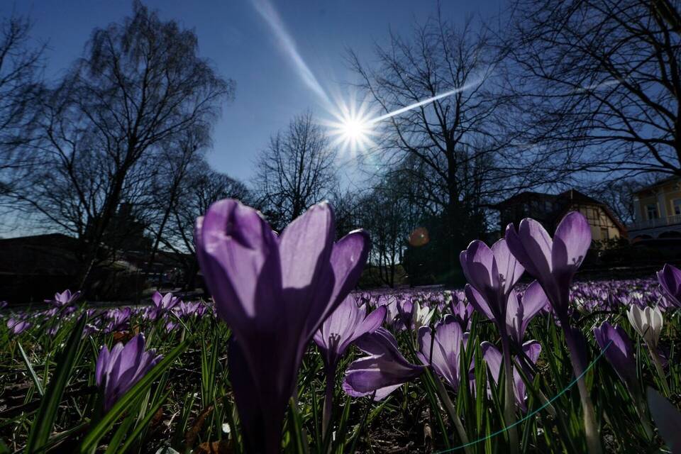 Frühling Frühling