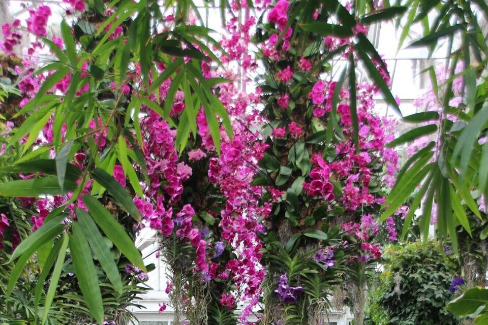 Orchideen Orchideen