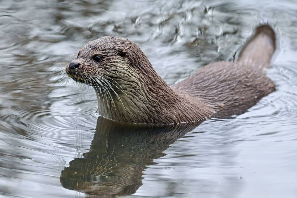 Fischotter Fischotter
