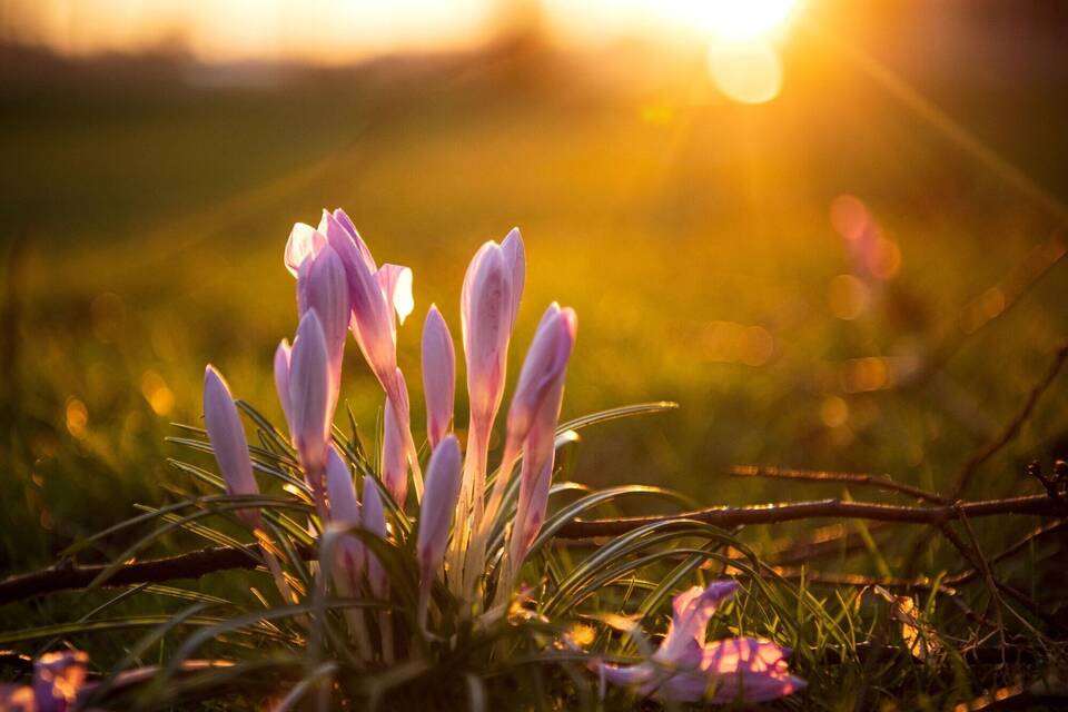 Krokus Krokus