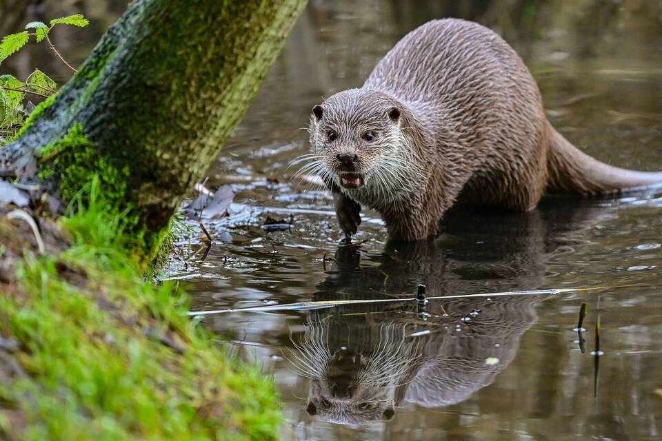 Fischotter Fischotter