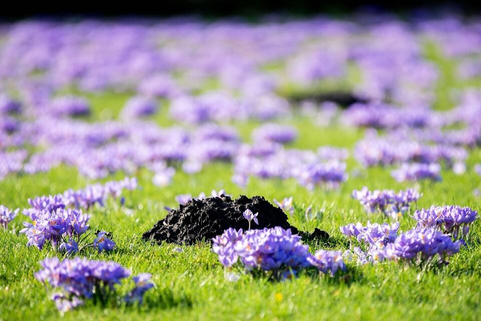 Krokusse Krokusse