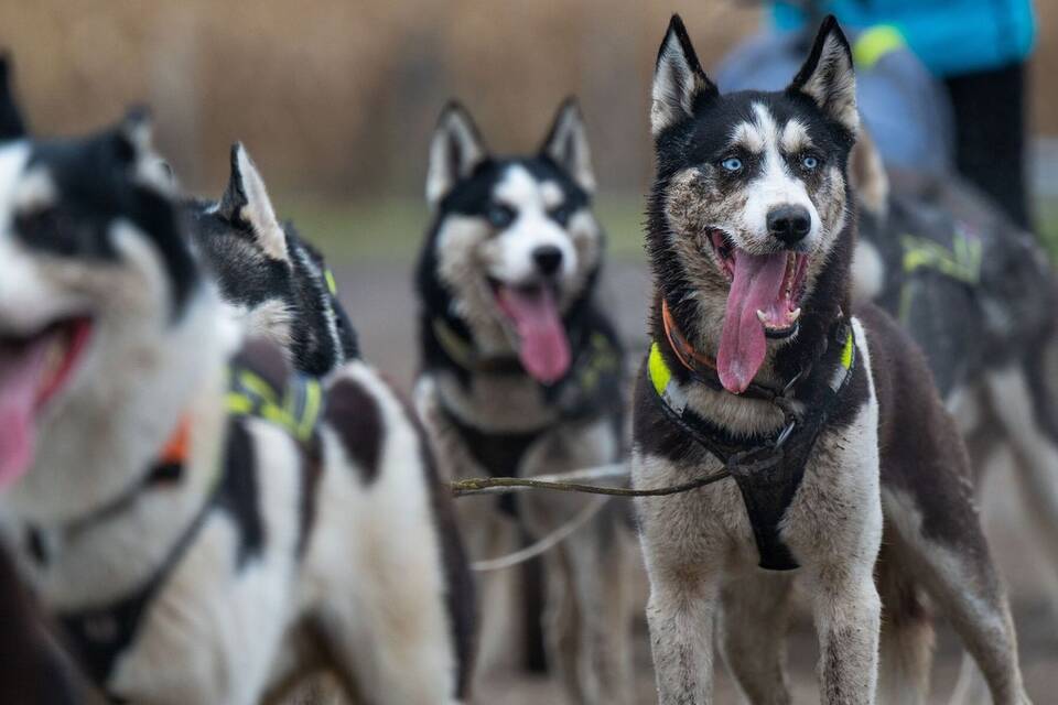 Schlittenhunde