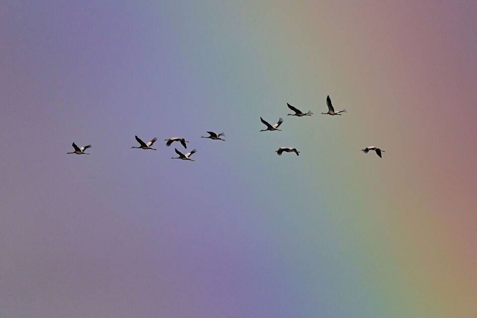 Zugvögel Zugvögel