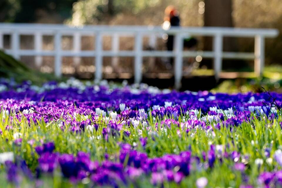 Krokusse Krokusse