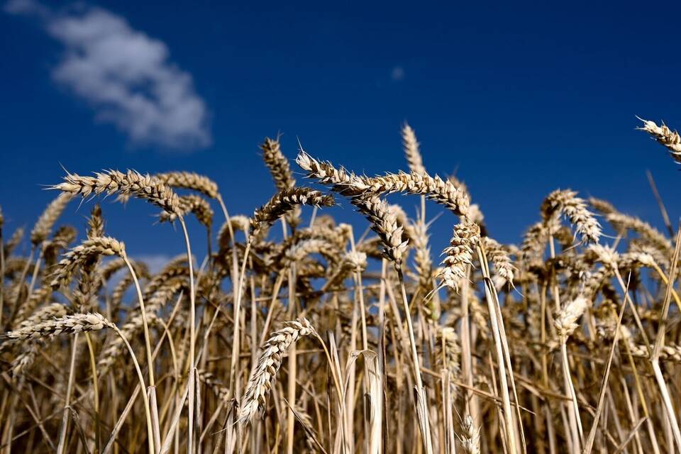 Landwirtschaft Landwirtschaft