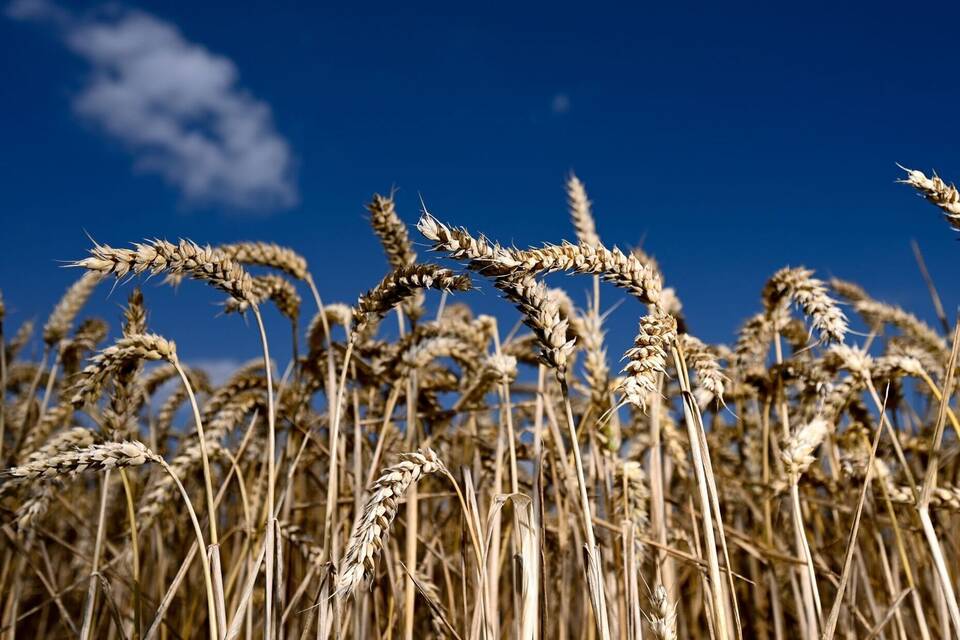 Landwirtschaft