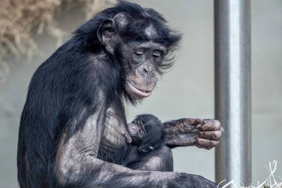 Bonobo-Weibchen «Banbo» mit Baby Bonobo-Weibchen «Banbo» mit Baby