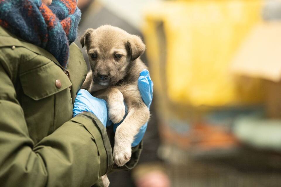 Tierrettung im Ukraine-Konflikt