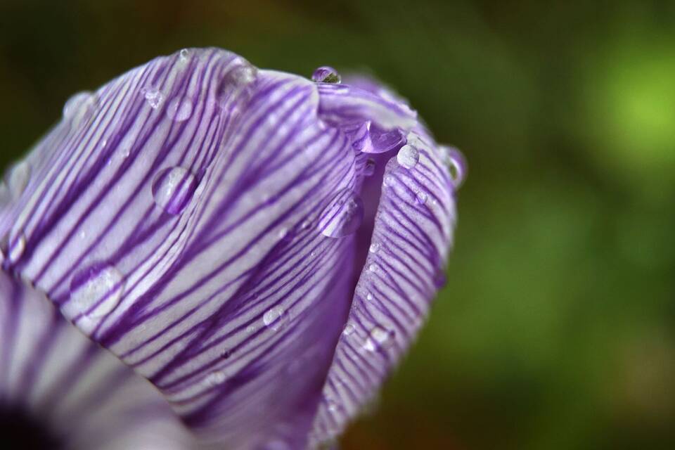 Krokus im Regen Krokus im Regen