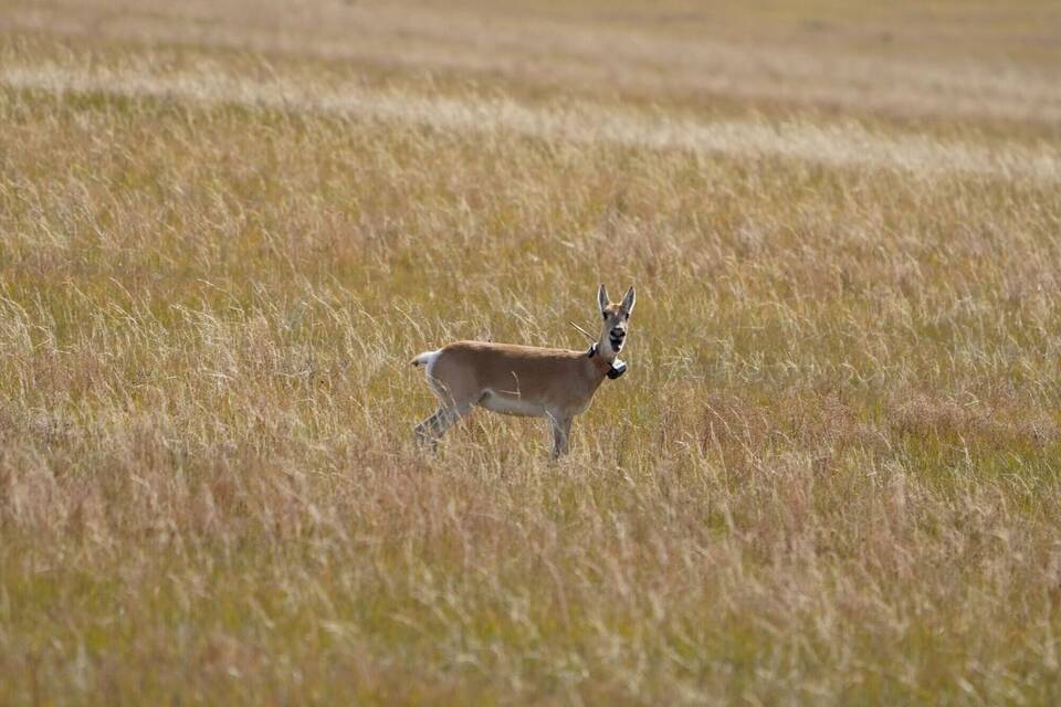 Gazelle Gazelle