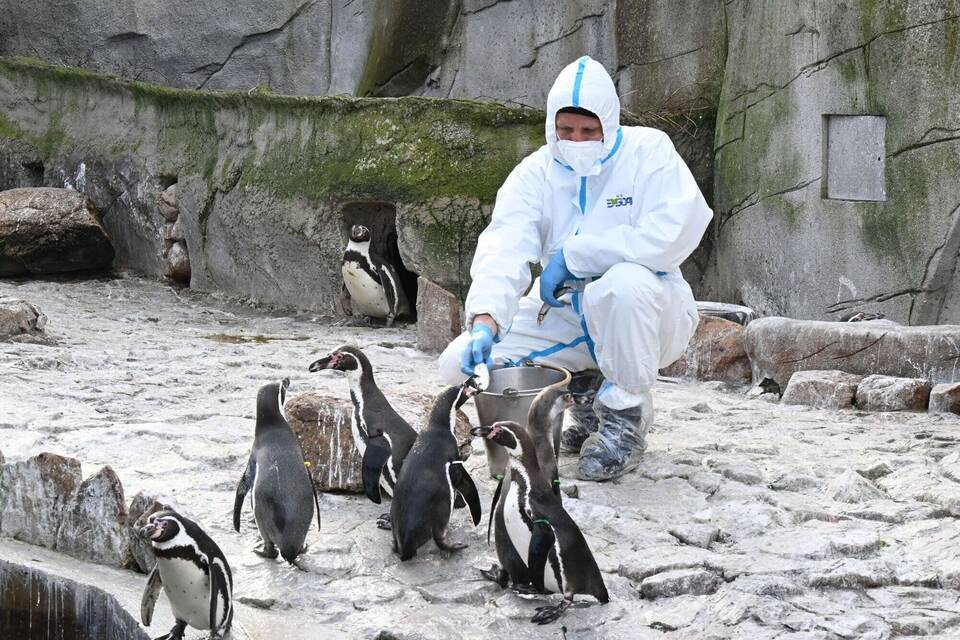 Maßnahmen gegen Vogelgrippe im Karlsruher Zoo Maßnahmen gegen Vogelgrippe im Karlsruher Zoo