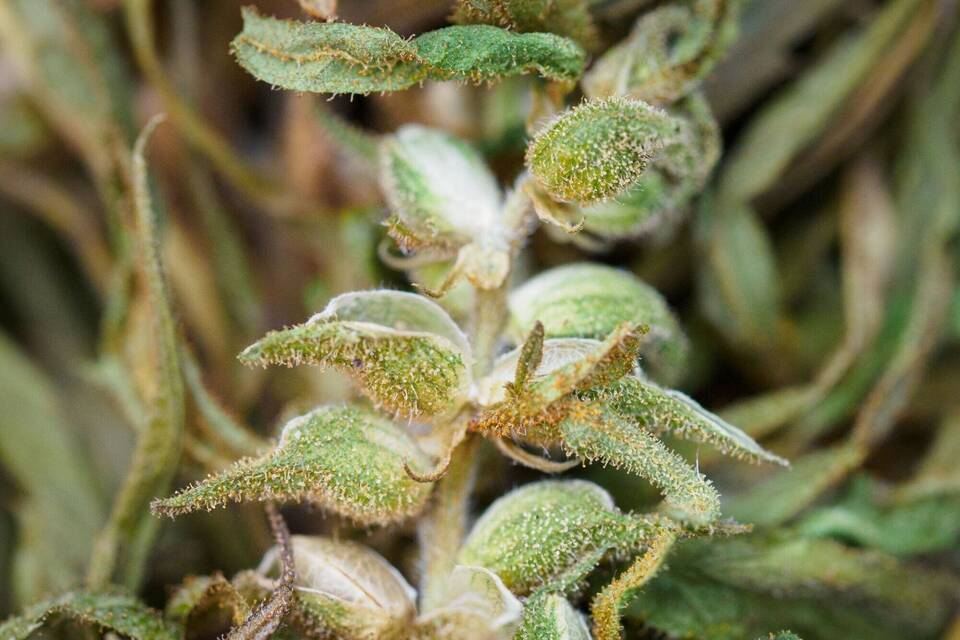 Cannabis Cannabis