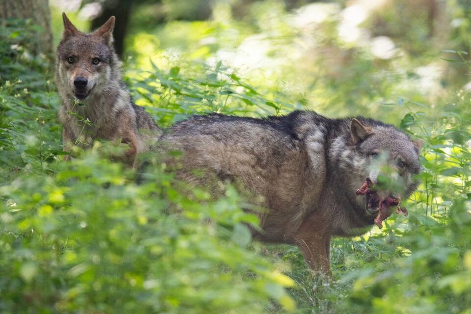 Wolfspaar