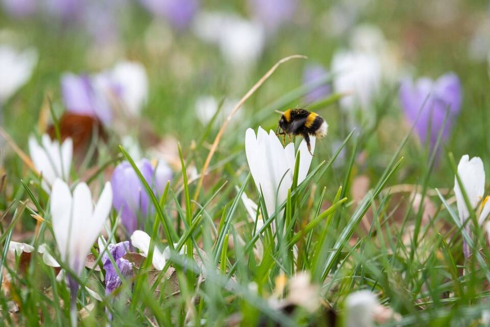 Hummel Hummel