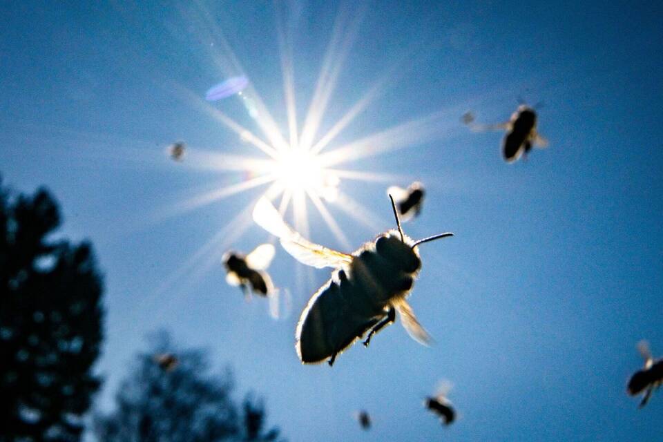Honigbienen
