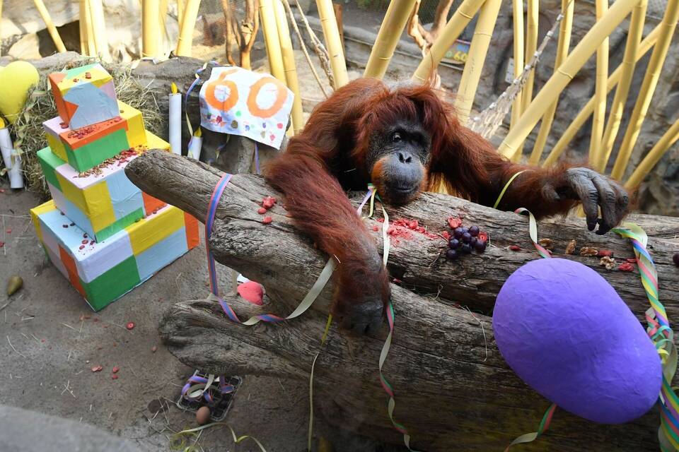 Orang-Utan Kasih