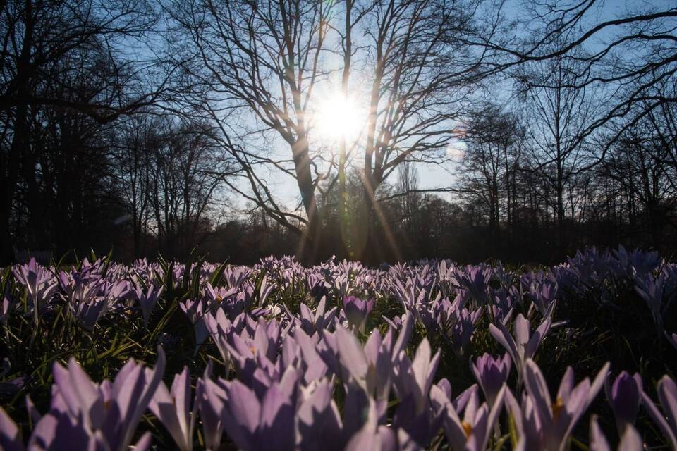 Krokusse in der Sonne Krokusse in der Sonne