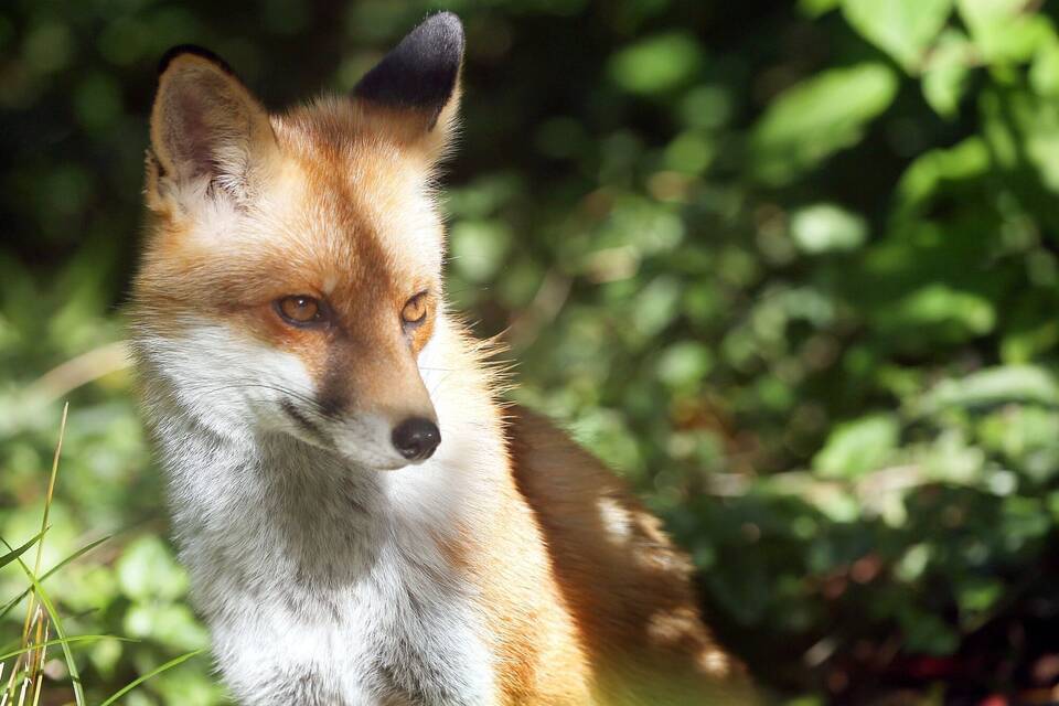 Fuchs Fuchs