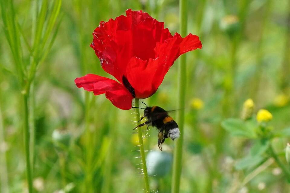Hummel Hummel