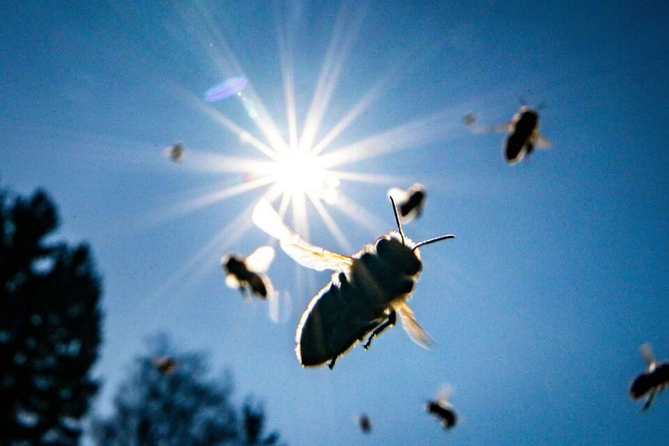Bienen Bienen