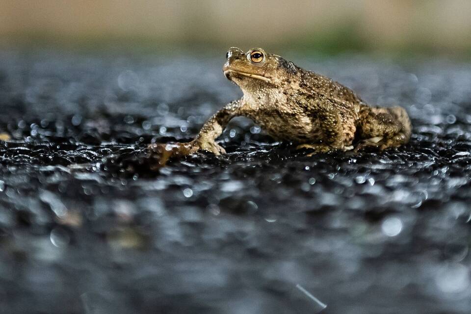 Kröte Kröte
