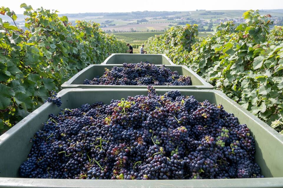Weinlese in Rheinland-Pfalz Weinlese in Rheinland-Pfalz