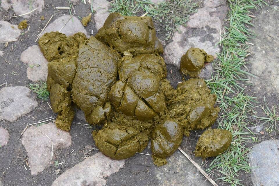 Pferdeäpfel Pferdeäpfel