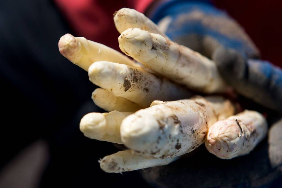 Spargel Spargel