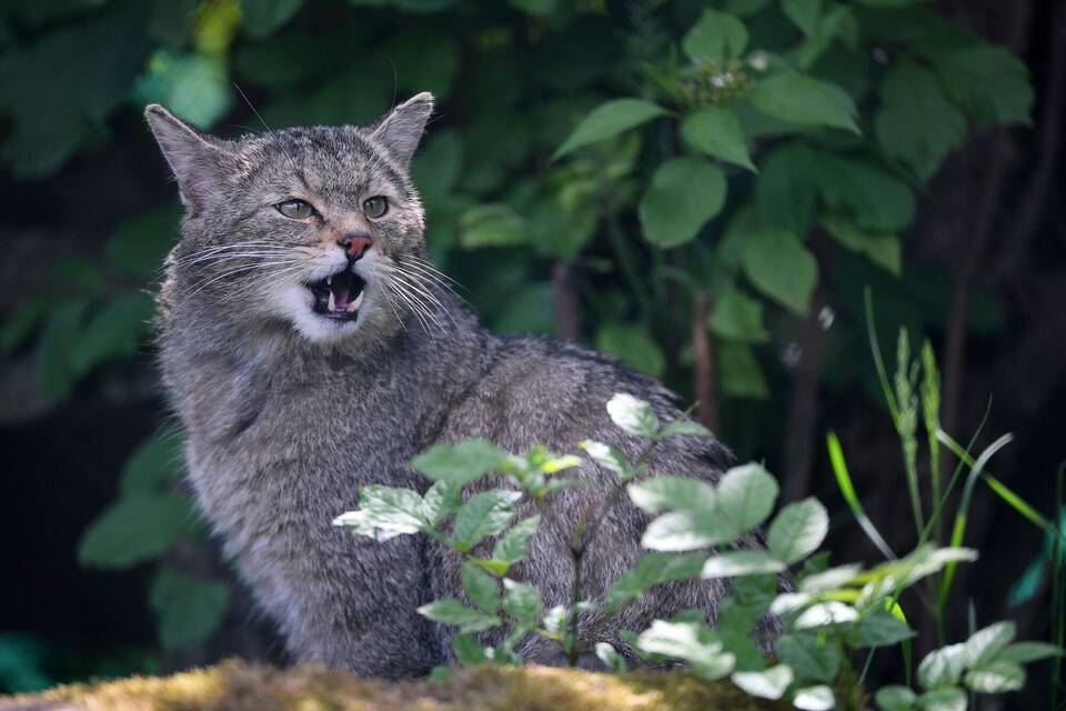 Wildkatze Wildkatze
